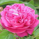 Rosa Damascena